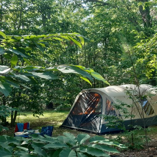 emplacements forêt